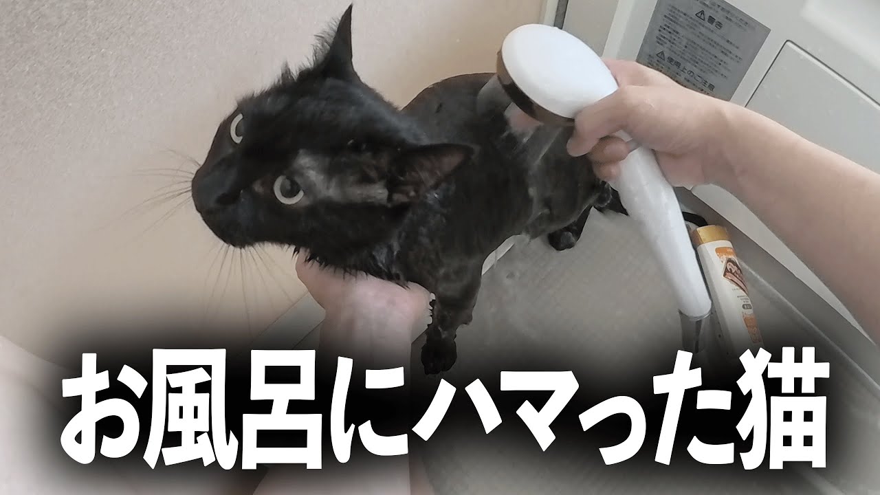 保護猫】お風呂にハマった猫がこちらですww - YouTube