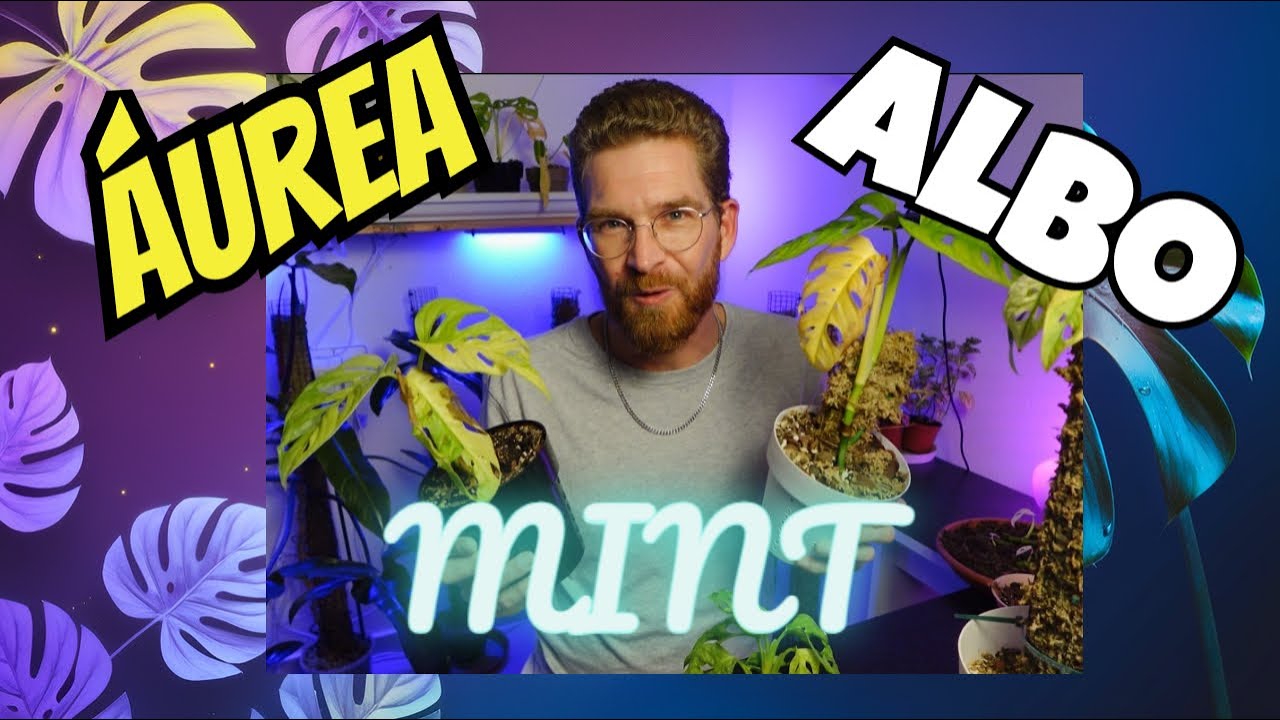 VARIEGADO de la monstera ADANSONII (áurea, albo, mint)