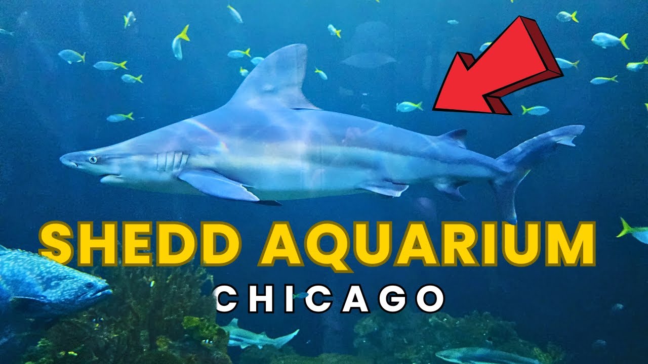 Shedd Aquarium Chicago Illinois Ultimate Full Tour