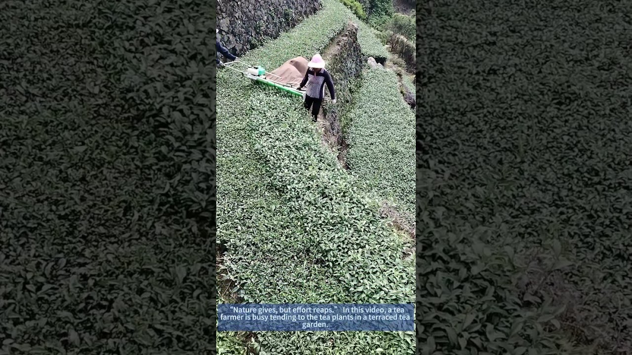 Tea Farmer Uses Trimmer for Bountiful Harvest