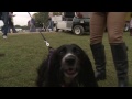 The Dogs at Burghley