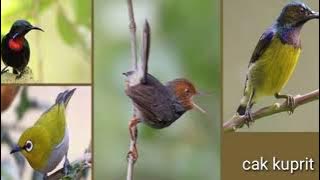 masteran suara burung kecil # mancing emosi muray batu dan Kacer..@ cak kuprit