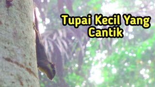 Download lagu Tupai cantik Hutan Kalimantan tetap Lestarikan Sho... mp3