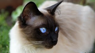 How Much Are Siamese Cats?