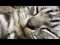 ゴロゴロ音がデカすぎる甘えん坊な猫