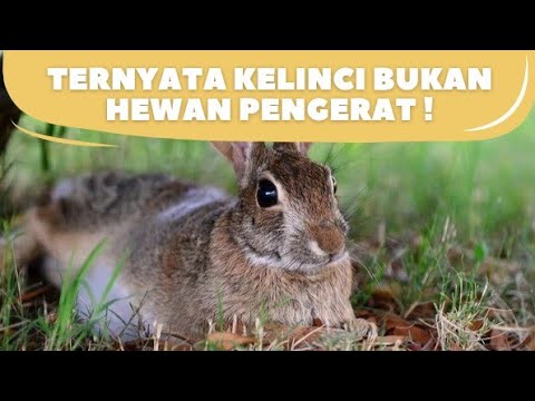 Video: Apakah kelinci termasuk hewan pengerat?