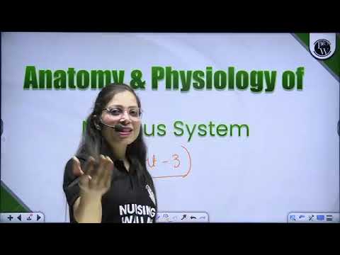 183  372 Nervous System 03 Anatomy and Physiology of Nervous System