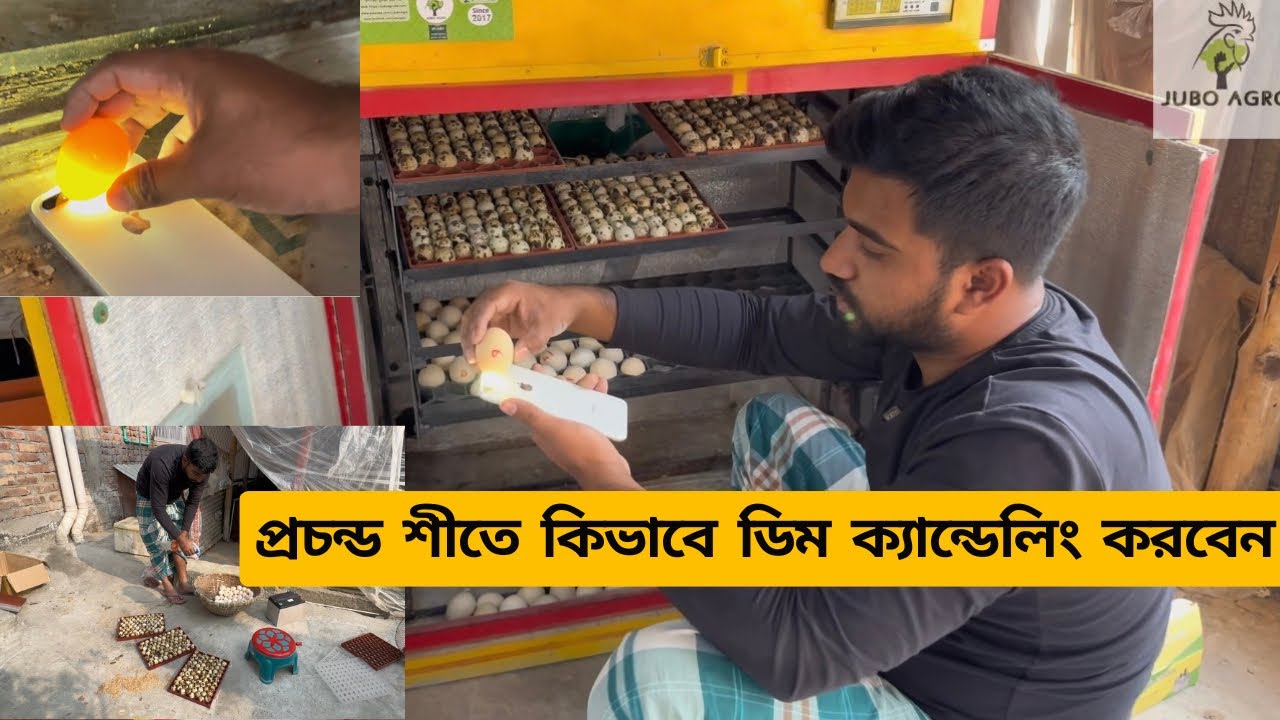 আজকে আবার নতুন করে দেশি মুরগি ও কোয়েল পাখির ডিম বসালাম। এই শীতে কিভাবে ডিম ক্যান্ডেলিং করবেন?