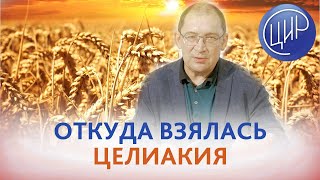 видео: Целиакия и антропология. Откуда взялась целиакия. Почему не всем полезно есть хлеб. картинка: Целиакия и антропология. Откуда взялась целиакия. Почему не всем полезно есть хлеб.