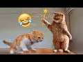 New Funniest Dogs and Cats Videos😀 - Funny Animal Videos 2023😂#3