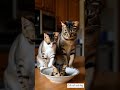 So cute cat 💞