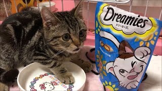 初めてのおやつがやみつきになってしまった子猫