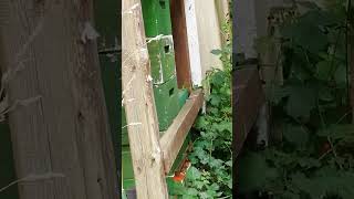 Kontrollgang hinten 26.07.25 Alles beim alten #bienen #imkern #beekeeping #bee #springonshorts