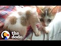 Tiny Kitten Follows A Couple A Kilometer Into Their Car | The Dodo Cat Crazy