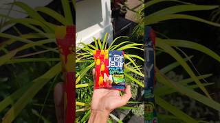 jelly cola flavor soft candy #shortsfeed#vairal#trending#youtubeshorts#m4tech#ytshorts#shorts