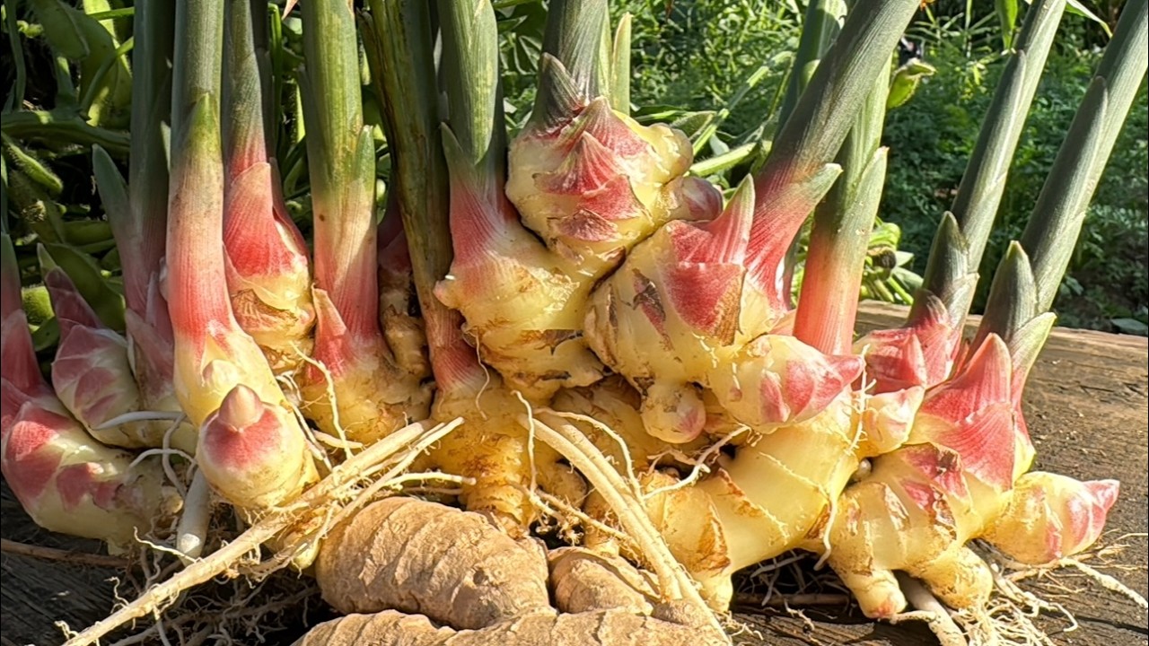 生姜（ショウガ）の栽培方法・失敗する原因と育て方のコツ（肥料と水やり〜中耕除草〜土寄せのやり方）25/6/23