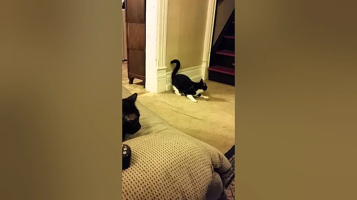 Cat crazy tail.