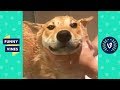 [20 MIN] Funny Animal Video Compilation | September 2018