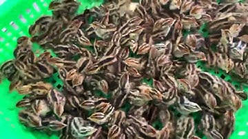 CUNG CẤP CÚT GIỐNG CHUẨN LOẠI 1 CHO BÀ CON NUÔI TẾT 0976629090