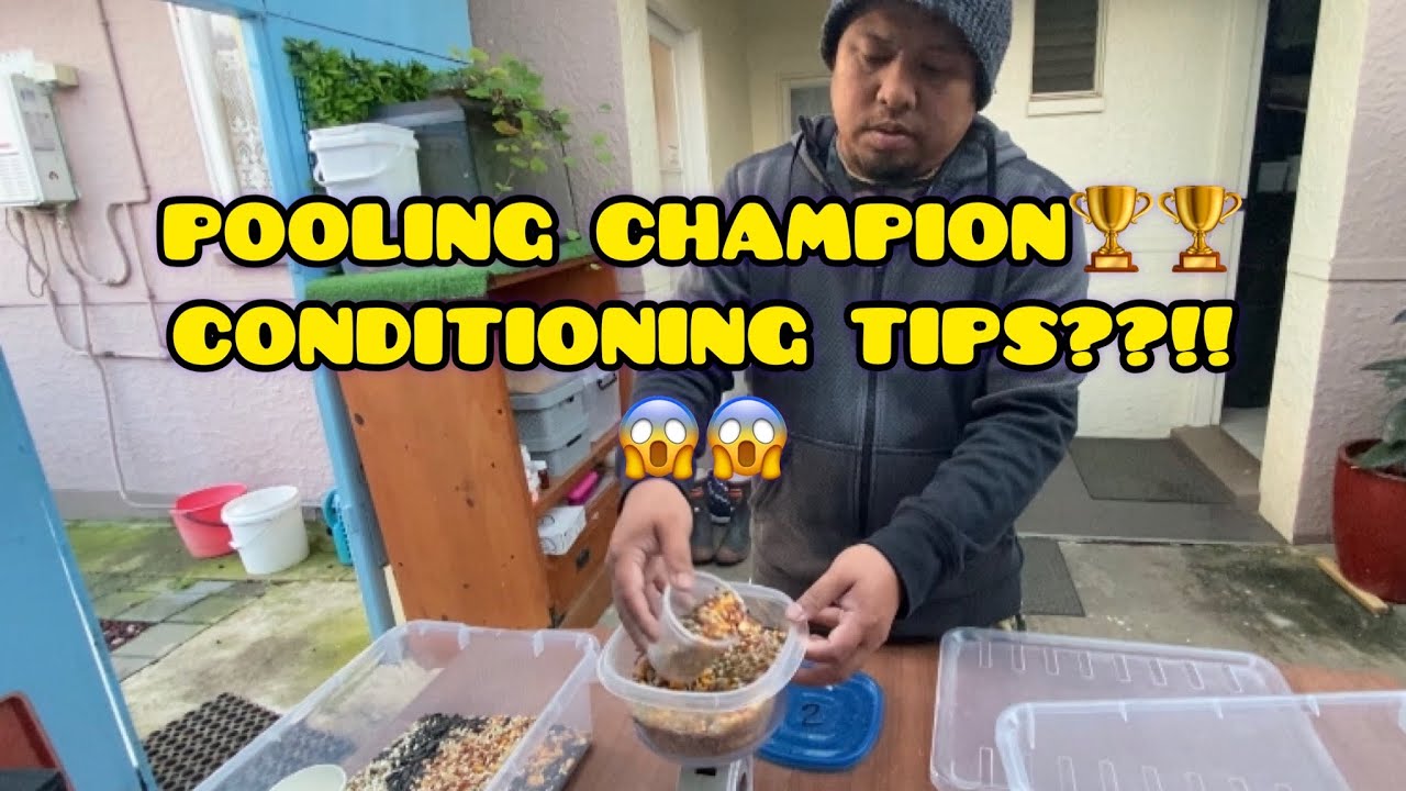 POOLING CHAMPION 🏆🏆 CONDITIONING SECRET??!!😱😱