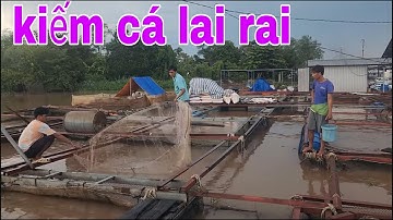 Xúc Cá Sác Mùa Nước Nổi Và Món Cá Sác Nấu Lẩu Lá Me Quá Ngon # SĂN BẮT ĐỒNG THÁP #