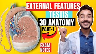 Testis Anatomy 3D | external feature of testis anatomy | anatomy of testis external feature