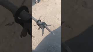 Sapato De Borracha Para Galinha Com Pé Inchado - Fácil E Pratico