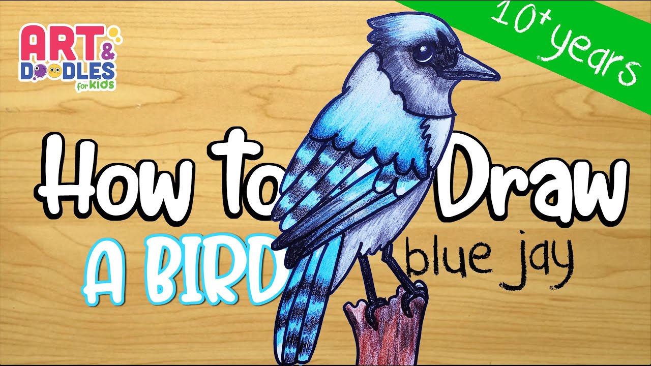 Learn How to Draw a Blue Jay Bird for Kids (Animals for Kids) Step