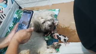 PURE LHASA APSO (giving birth for the first time)