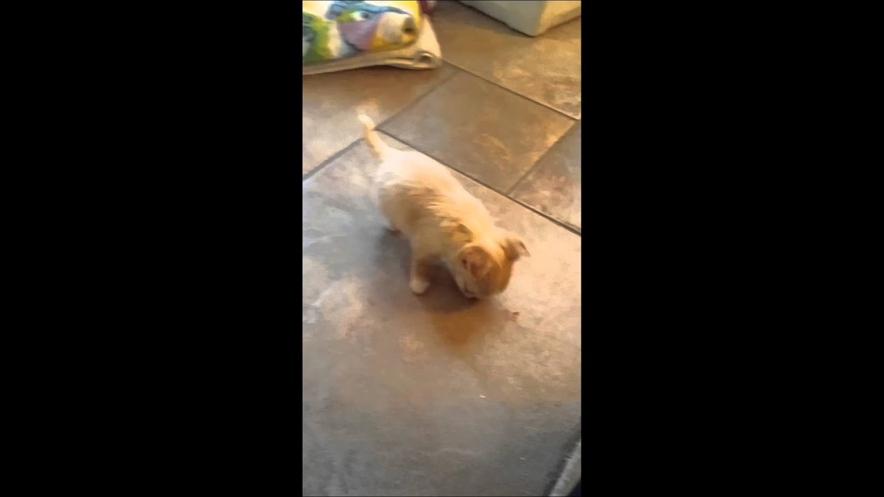 Teacup Long Haired Chihuahua Puppy 6 Weeks Old Youtube