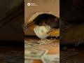 Rat feasts chews shreds on the 100 dollar bills hidden in the mattress #rat #money #funnyshorts #fun