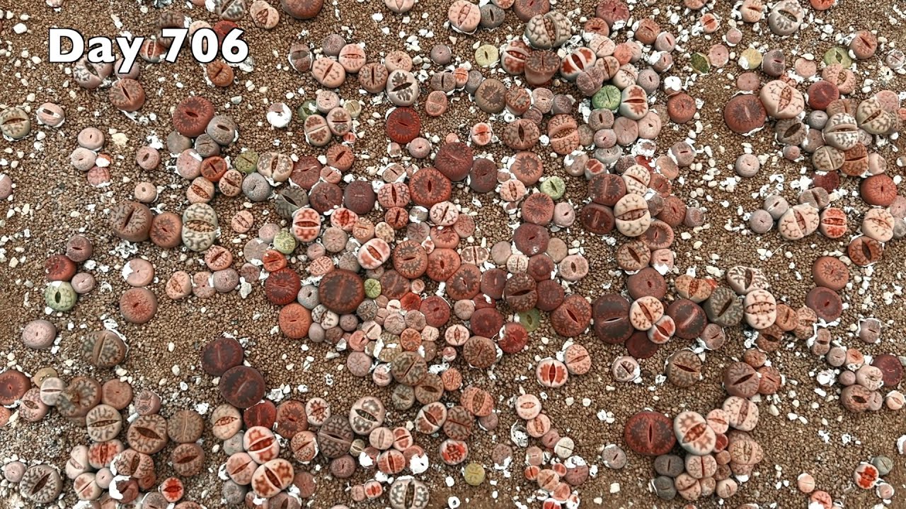 How to grow lithops from seeds - YouTube