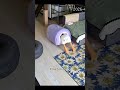 Cats will be cats #shorts #short #funny #cat #catvideos #funnycatsvideos #cute #pets #коты #котики