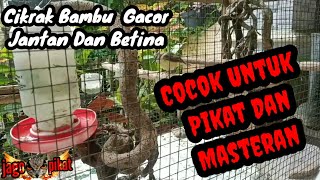 BURUNG CIKRAK BAMBU GACOR ||| Jantan Dan Betina (Suara Pikat)