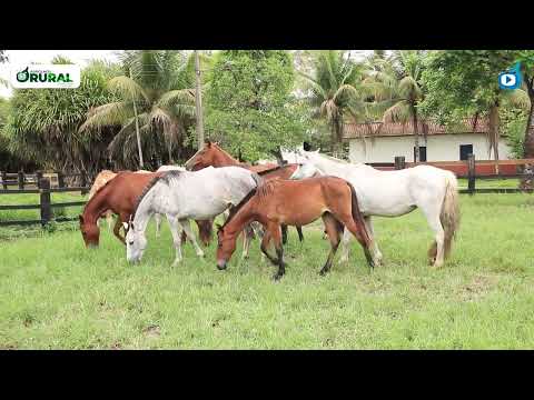 Vídeo: Onde está a encefalomielite equina?