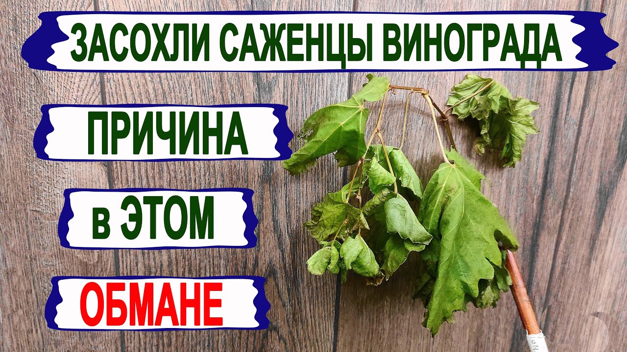 🍇 Засохли САЖЕНЦЫ ВИНОГРАДА после пересадки? А дело в ЭТОМ ОБМАНЕ, а совсем не в ПЕРЕЛИВЕ ВОДОЙ.