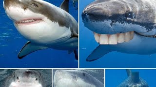Shark puppet tik tok compilation best of 2024! @SharkPuppet