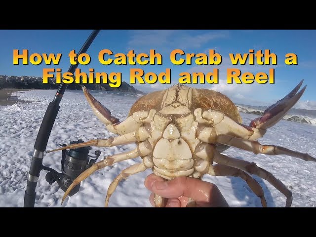 How to Catch Crab with a Fishing Rod 