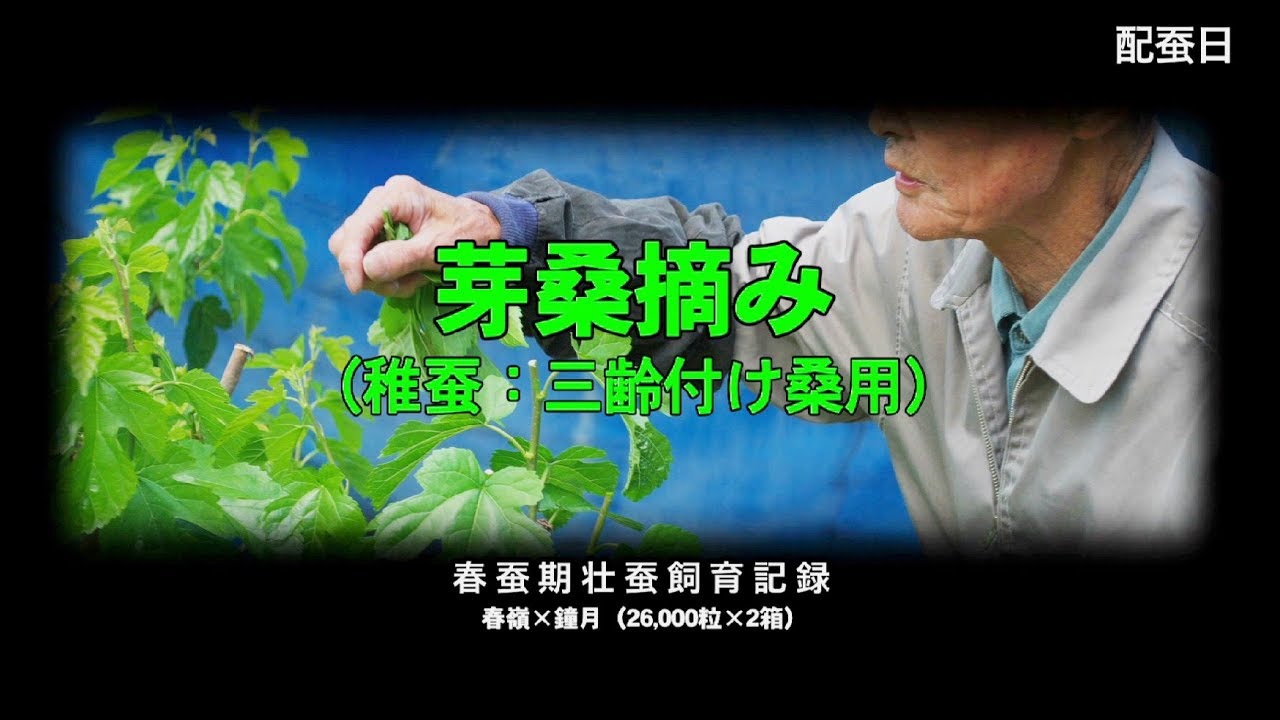 【養蚕農家】06/26　芽桑摘み （稚蚕：三齢付け桑用） - YouTube gujodotcom