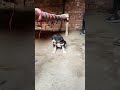 Cute puppy original soundllpuppy ki assli awazll#puppy #doglover #viralshort #shrtsfeed #HASEEBPets4