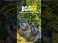 ВОЛКИ ОБЩАЮТСЯ НЕ ТОЛЬКО ВОЕМ ?! #shorts #волки #дикаяприрода #природа #стая