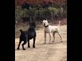 Dogo Argentino Meets Cane Corso While Walking Dog Dogo Argentino Meets Cane Corso While Walking Dog