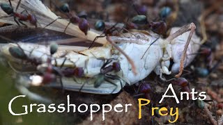 Ants Prey On Grasshopper NATURE