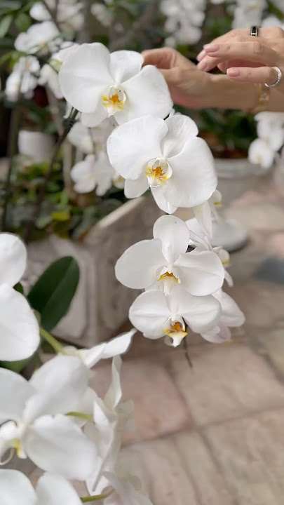 The melancholic beauty of wilting flowers
