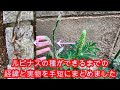 【趣味の園芸】ルピナスの種を収穫!!お手軽な時間にまとめました!!