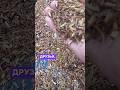 3 Варианта ЧАЙ из Стебельки 🌼 #одуванчик #чай #здоровье