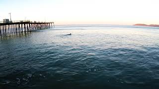 Pismo Beach Surf Report Feb 24th