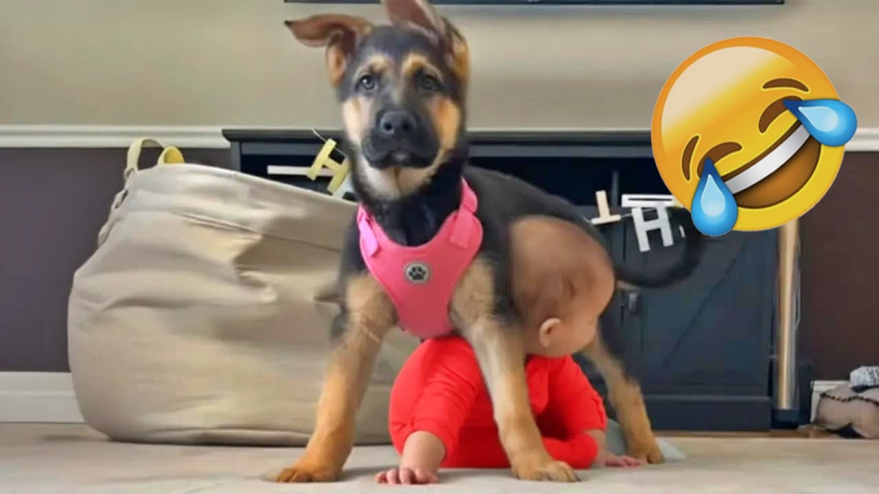 Best Funny Pets 2026 🐶🐱| Funniest Animal Moments of the Month 🌽 