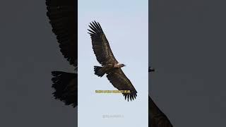 Griffon vulture: how a scavenger became a symbol of power