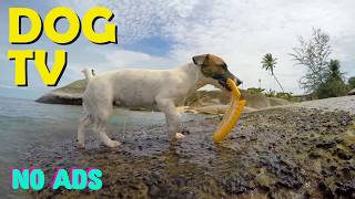 12 HOURS Dog TV for Dogs to Watch 🐶 🏡 Relaxing Music for Home Alone Dogs & Quiet Comfort